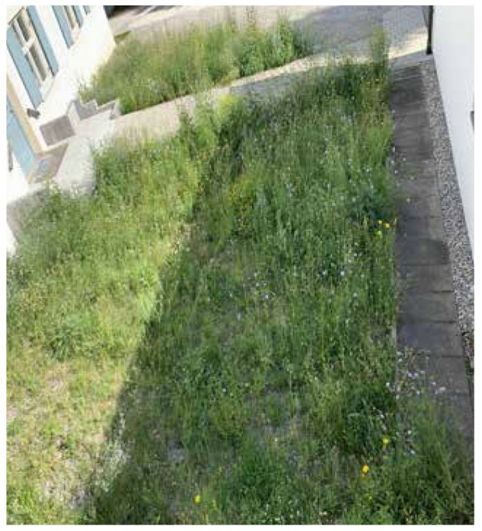 Blühwiese Pfarrheim Blühwiese Pfarrheim